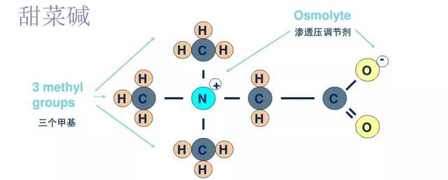 甜菜堿它的理化性質(zhì)及其類型