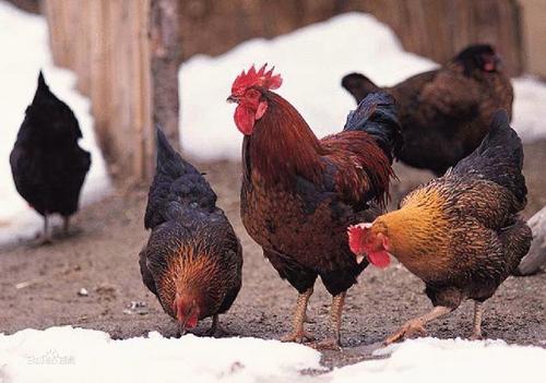 甜菜堿在雞飼料中的應用