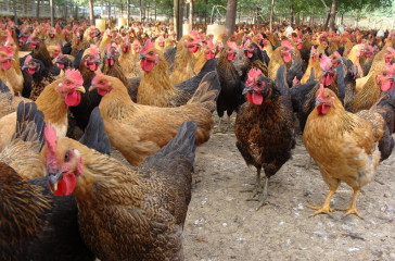 甜菜堿在雞飼料中的作用