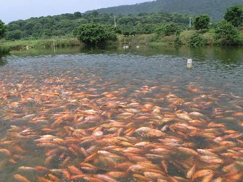 甜菜堿對水產(chǎn)養(yǎng)殖的重要性