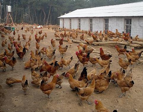 蛋雞飼料中添加甜菜堿的作用