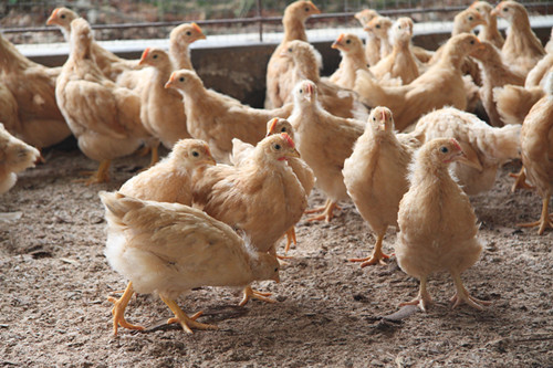 甜菜堿在雞飼料中的應用