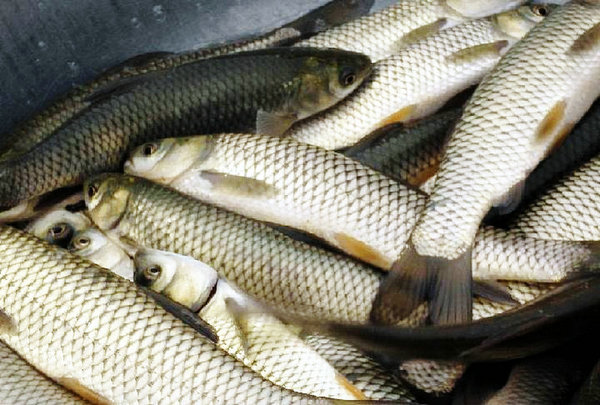 養(yǎng)殖草魚甜菜堿飼料添加劑