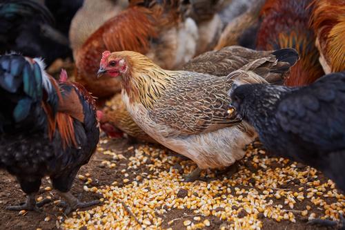 甜菜堿家禽飼料添加劑