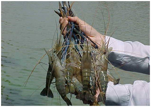 養(yǎng)殖魚(yú)飼料添加劑甜菜堿