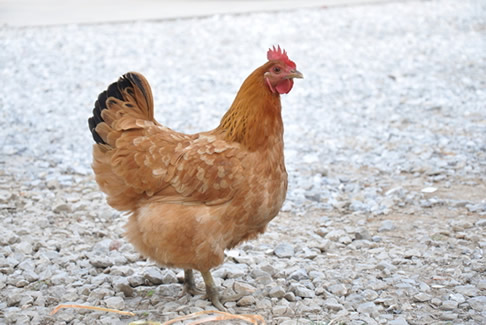 禽類飼料添加劑