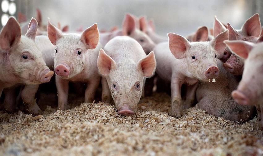 進口豬飼料添加劑甜菜堿