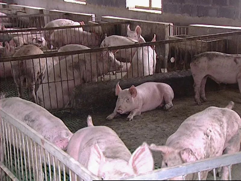 甜菜堿作為肉豬飼料添加劑的作用