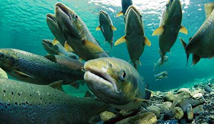 甜菜堿魚飼料添加劑適口性