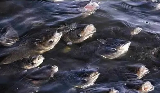 魚塘飼料添加劑甜菜堿