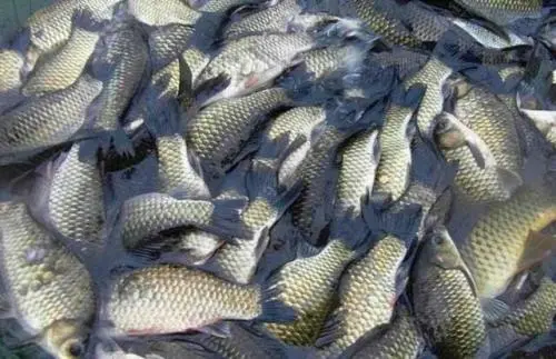 甜菜堿對(duì)鯽魚(yú)的作用【海爾?！? /></a></dt>
                        <dd>
                            <h3><a href=