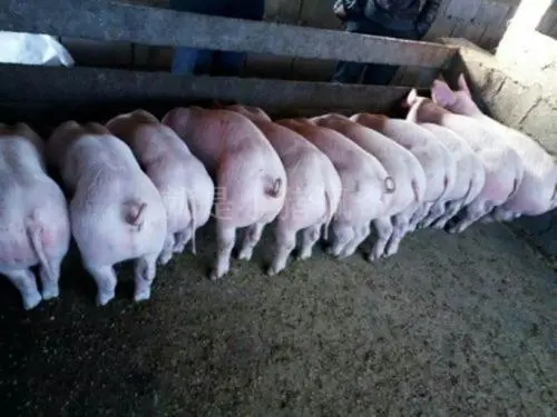 飼料原料飼料添加劑甜菜堿