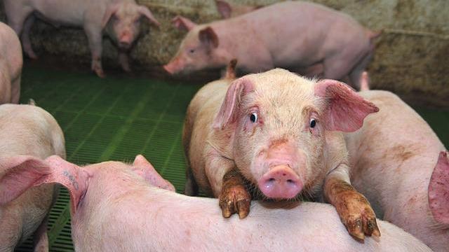 甜菜堿飼料添加劑促生長(zhǎng)