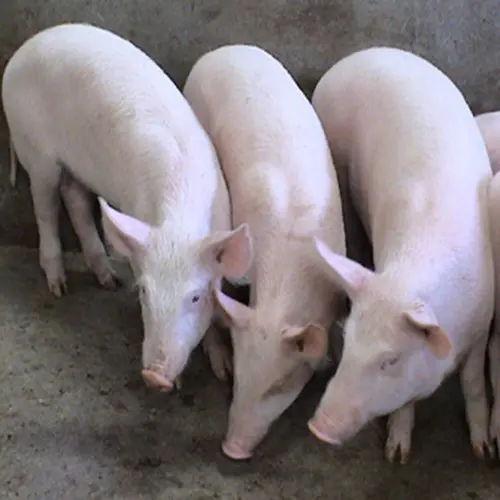 飼料添加劑原料甜菜堿