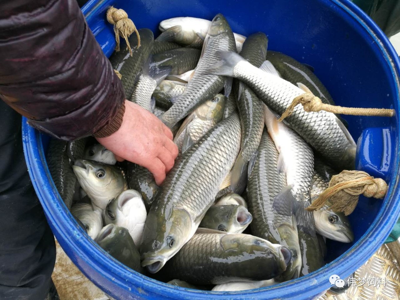 魚飼料添加劑促食劑甜菜堿