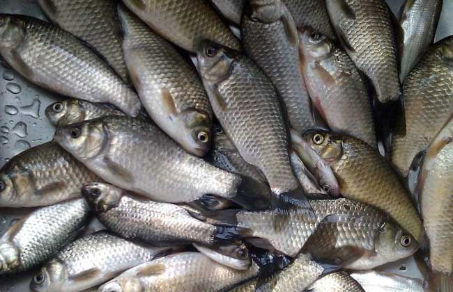 甜菜堿魚飼料誘餌添加劑