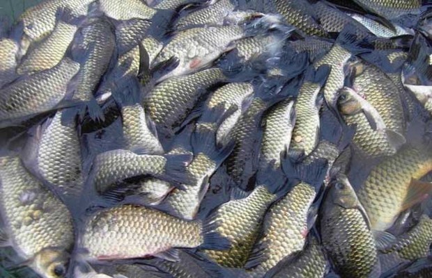 甜菜堿做魚(yú)餌【海爾?！? /></a></dt>
                        <dd>
                            <h3><a href=