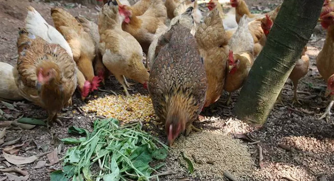 飼料中添加甜菜堿的營養(yǎng)作用