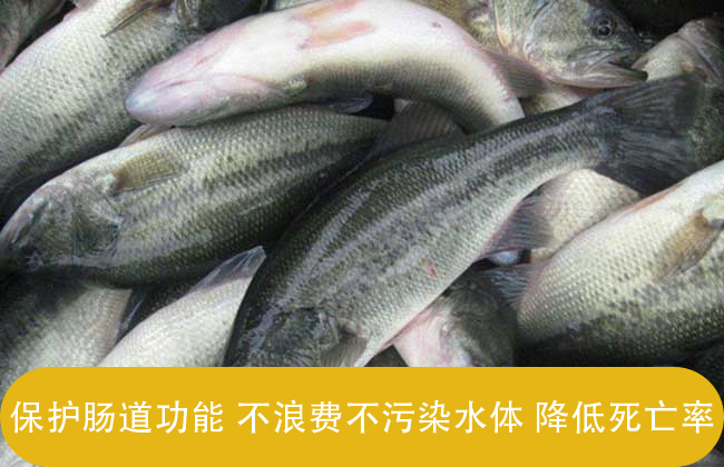 甜菜堿對(duì)魚的作用