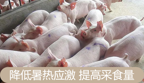 飼料甜菜堿可以改善豬腸道問(wèn)題