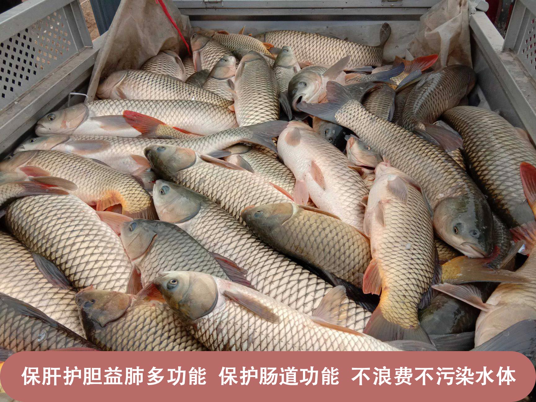 甜菜堿對魚的誘食作用