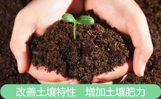 甜菜堿作為植物肥料的應(yīng)用