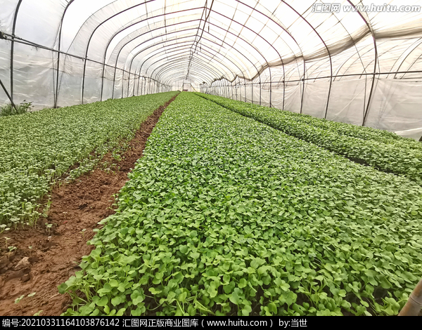 甜菜堿作用在植物中