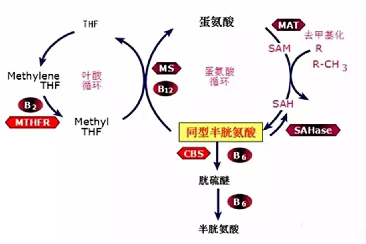 無水甜菜堿，預防同型半胱氨酸積累