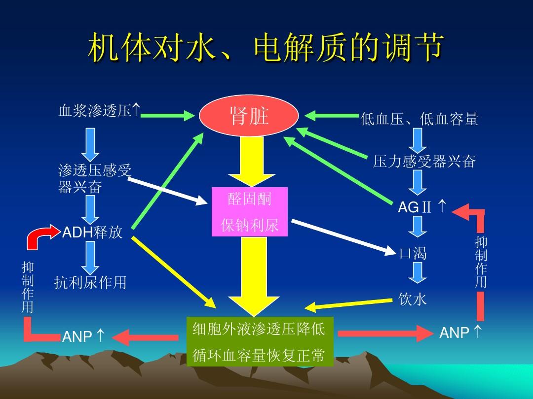 甜菜堿調(diào)節(jié)滲透壓：了解其功效及用途