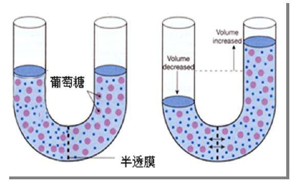 甜菜堿飼料添加劑調(diào)節(jié)體內(nèi)滲透壓：提升動物健康與生產(chǎn)效益的關(guān)鍵