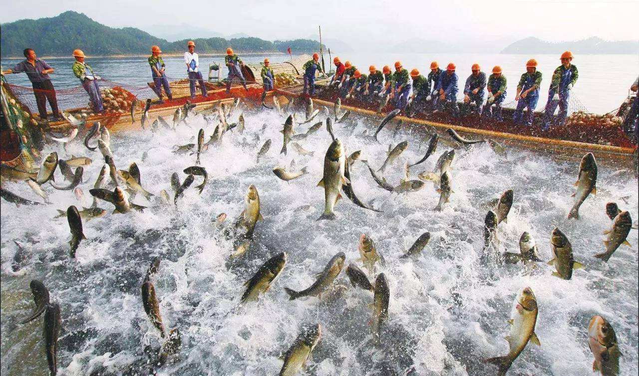 左旋肉堿：探秘水產養(yǎng)殖領域的肥料奇才 | 神奇增重效果揭秘