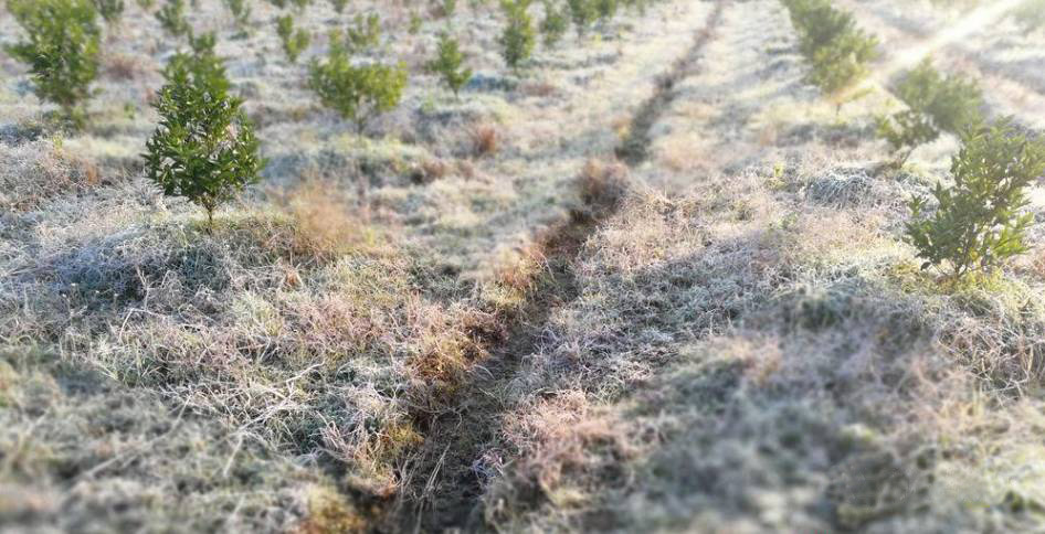 無水甜菜堿保護植物抗凍抗旱：探索自然的神奇力量