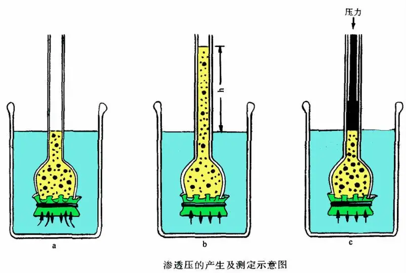 甜菜堿調節(jié)滲透壓：理解其功能與應用