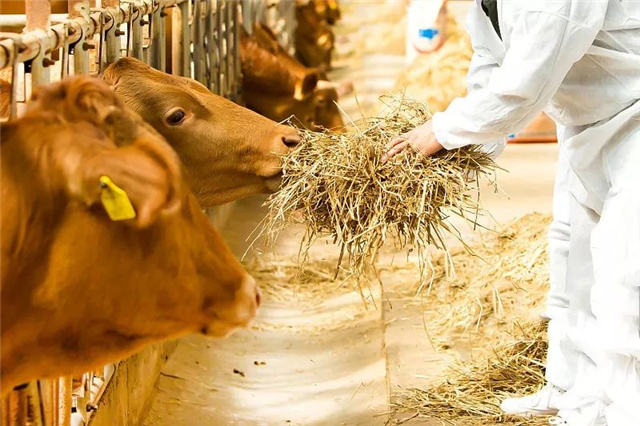 甜菜堿飼料添加劑：調(diào)節(jié)滲透壓、緩和應激、促進脂肪代謝和蛋白質(zhì)合成