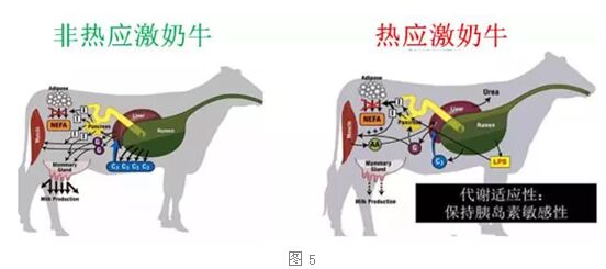 解密甜菜堿飼料添加劑：緩解飼料熱應(yīng)激的創(chuàng)新利器