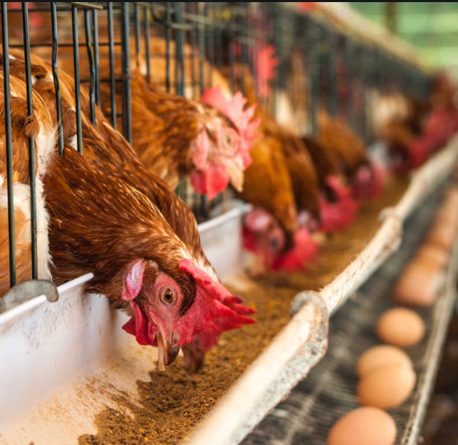 甜菜堿在蛋禽飼料中的應用