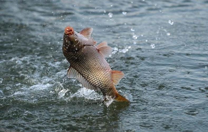 無水甜菜堿：釣魚界的小藥，誘食與促進(jìn)生長效果加倍！| 釣魚新寵