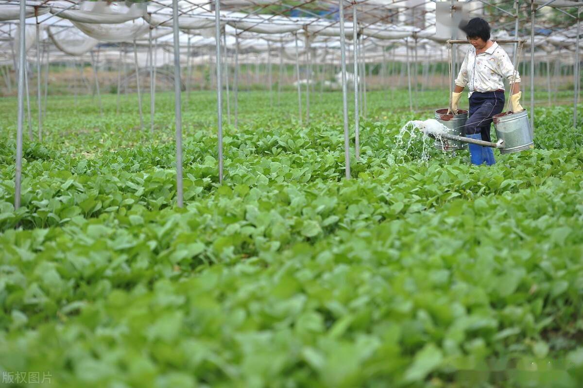 氯化膽堿：植物光合作用的黃金促進(jìn)劑，助力葡萄、芒果增產(chǎn)！