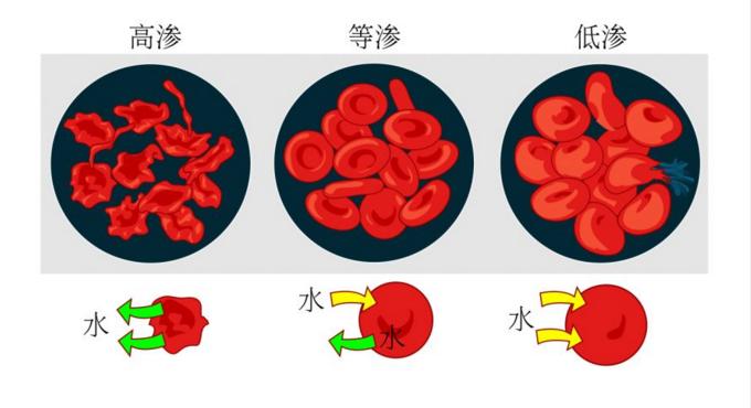 甜菜堿：維持細(xì)胞滲透平衡的關(guān)鍵