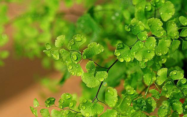 甜菜堿：點(diǎn)燃植物生機(jī)，助力豐收的神奇養(yǎng)分素