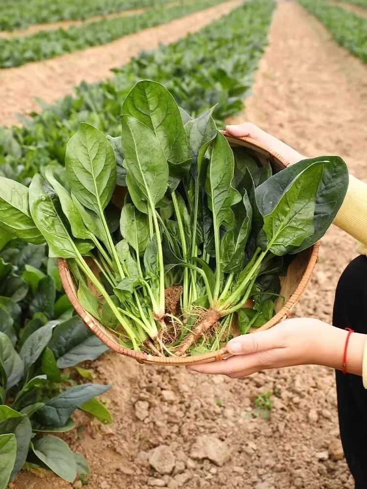 無水甜菜堿是一種存在于體內(nèi)的天然化合物