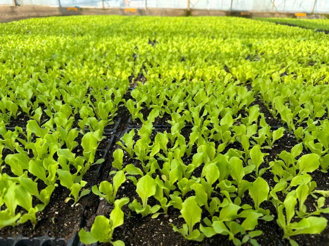 氯化膽堿：植物生長的奇跡之劑，提升農作物產量和品質