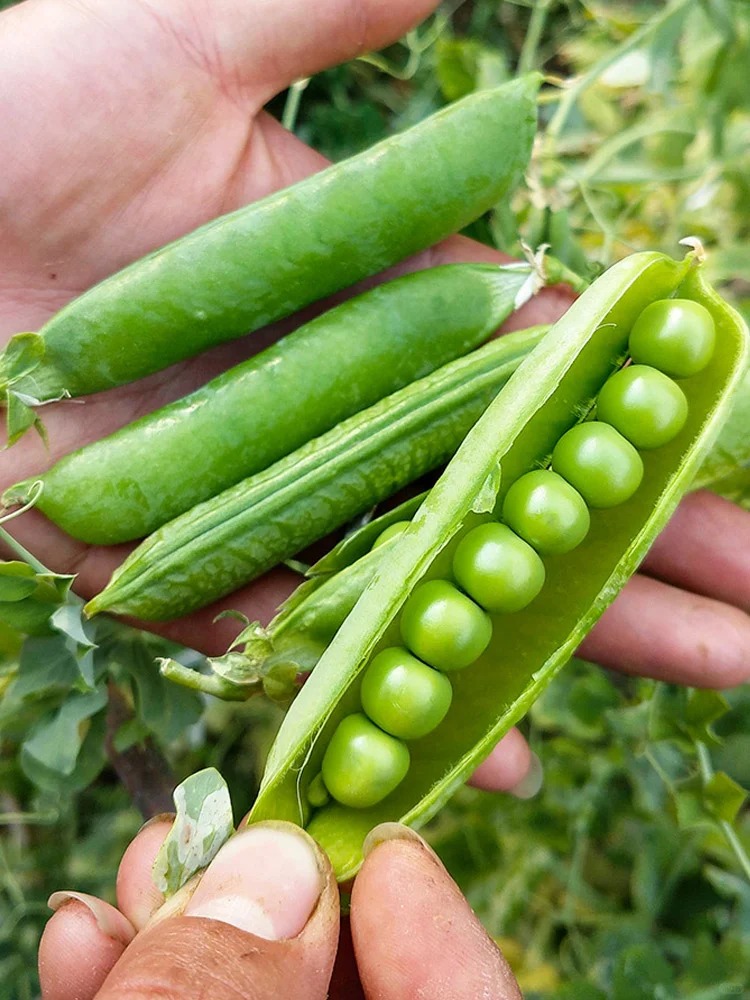 哪些蔬菜里面富含甜菜堿