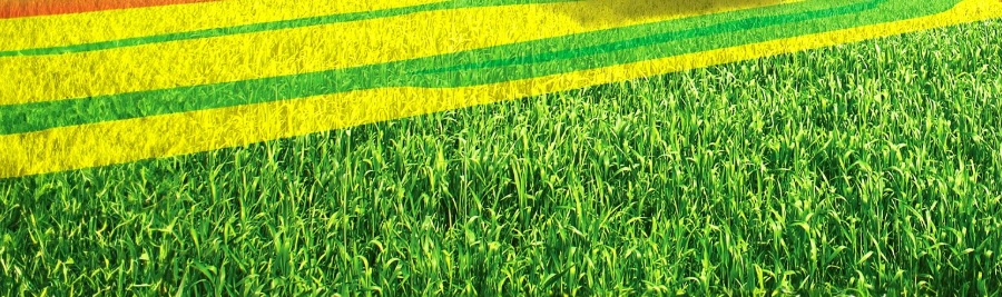 甜菜堿在農(nóng)業(yè)防凍上應(yīng)用