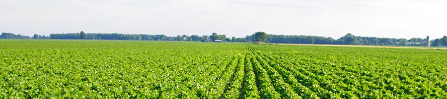 甘氨酸農(nóng)業(yè)甜菜堿