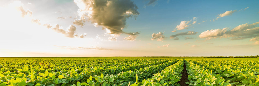 農(nóng)業(yè)甜菜堿鹽酸鹽