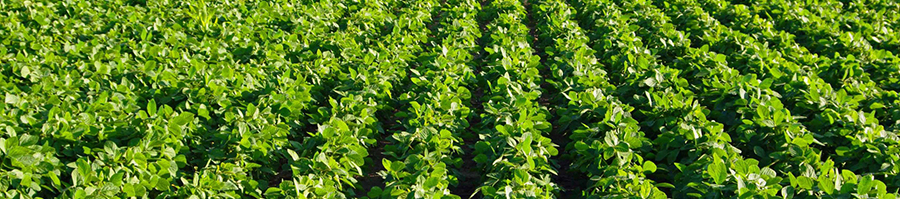 農(nóng)業(yè)甜菜堿鹽酸鹽