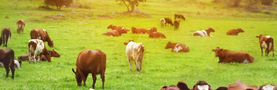 甜菜堿在飼料中的作用 甜菜堿在飼料中的作用