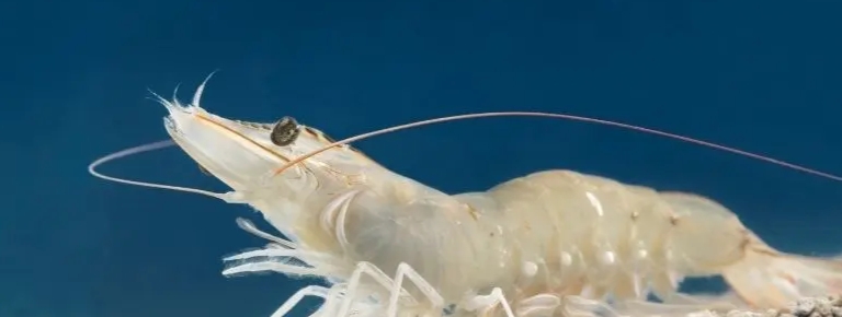 甜菜堿在飼料中應(yīng)用-3