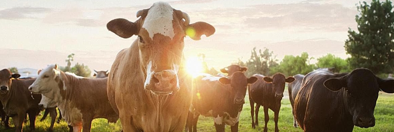 甜菜堿在飼料中的作用-1 甜菜堿在飼料中的作用-1